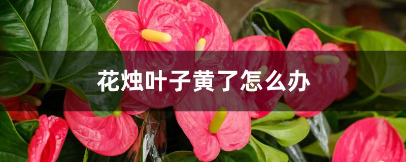 花烛叶子黄了怎么办