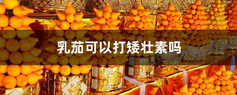 乳茄可以打矮壮素吗