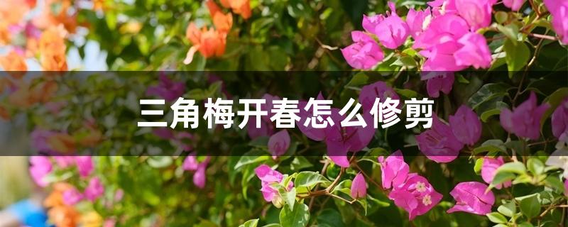 三角梅开春怎么修剪
