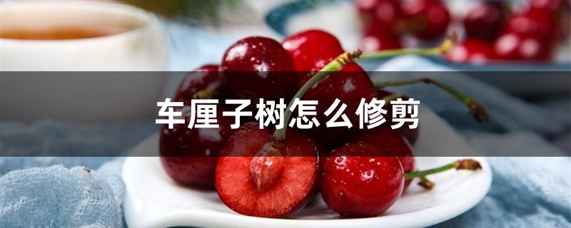 车厘子树怎么修剪