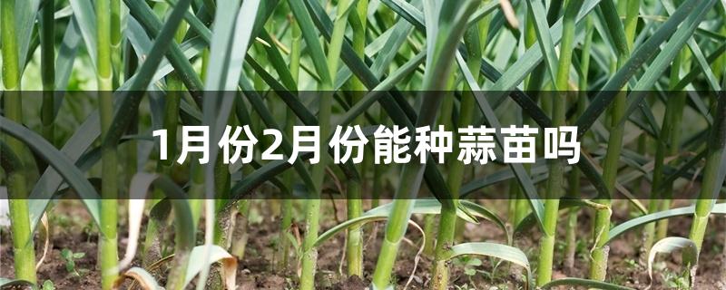 1月份2月份能种蒜苗吗