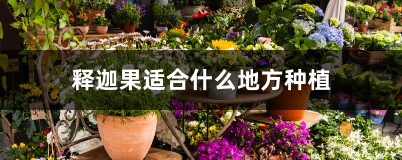 释迦果适合什么地方种植