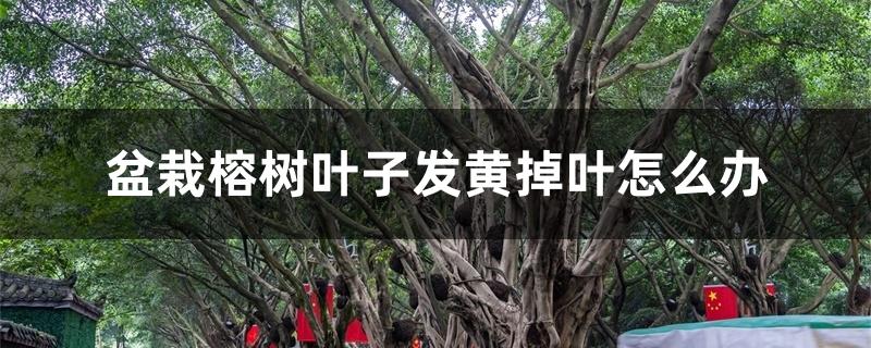 盆栽榕树叶子发黄掉叶怎么办