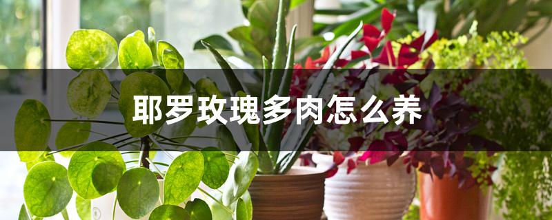 耶罗玫瑰多肉怎么养