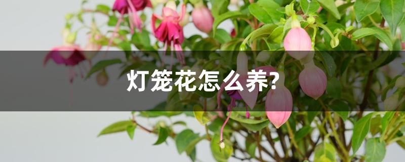 灯笼花怎么养?