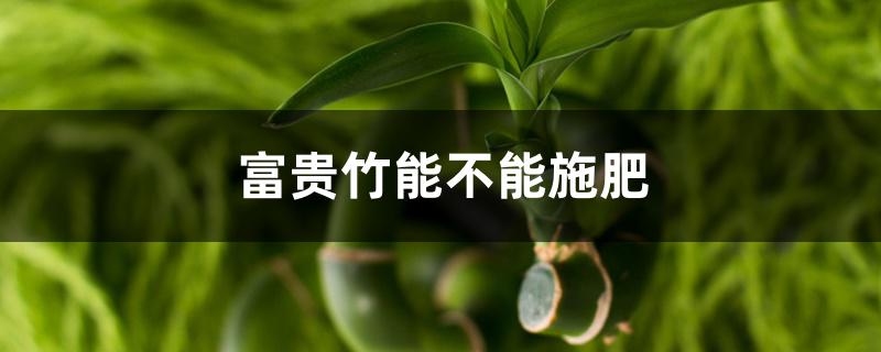富贵竹能不能施肥