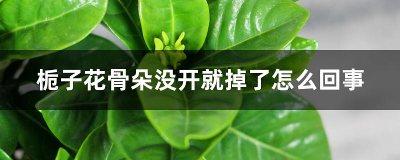 栀子花骨朵没开就掉了怎么回事