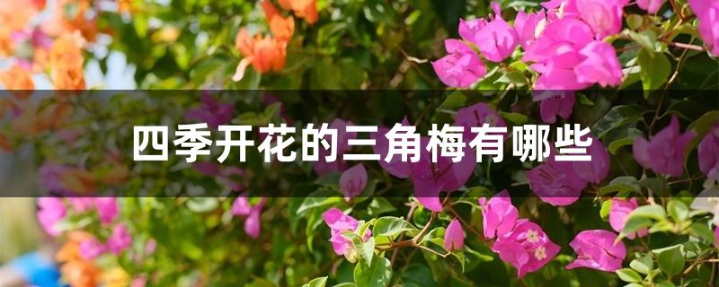 四季开花的三角梅有哪些