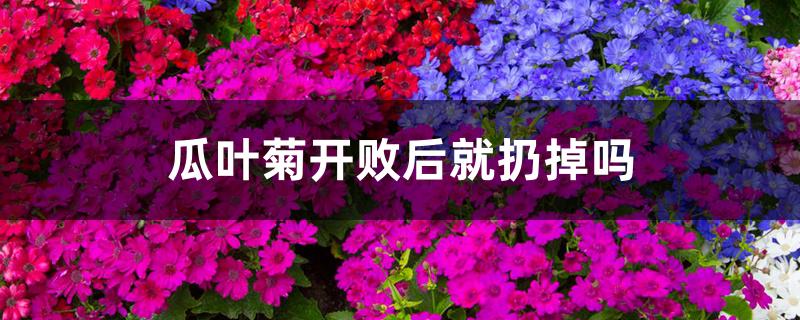 瓜叶菊开败后就扔掉吗