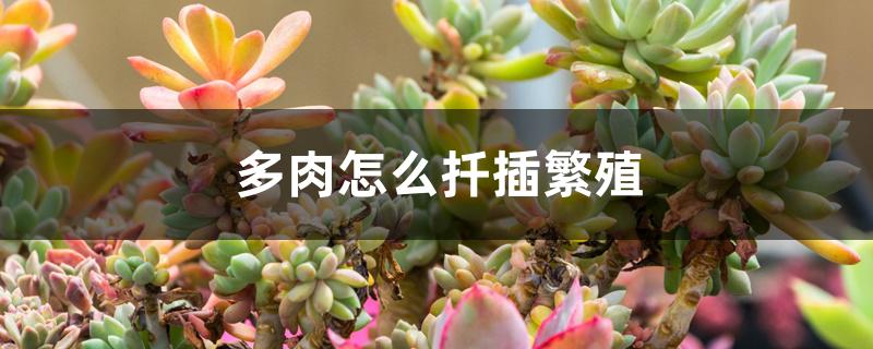 多肉怎么扦插繁殖