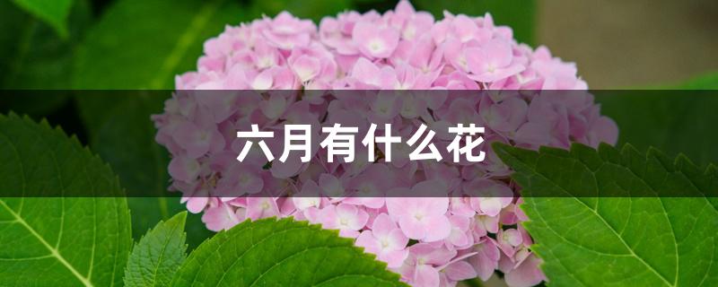 六月有什么花