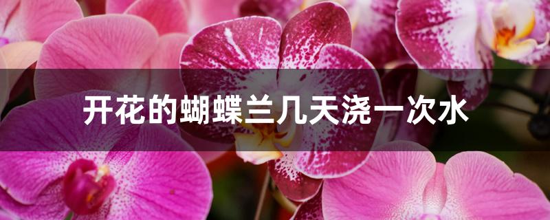 开花的蝴蝶兰几天浇一次水