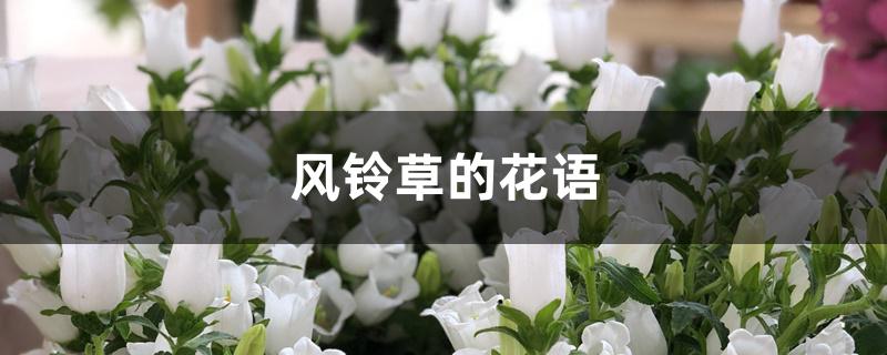风铃草的花语
