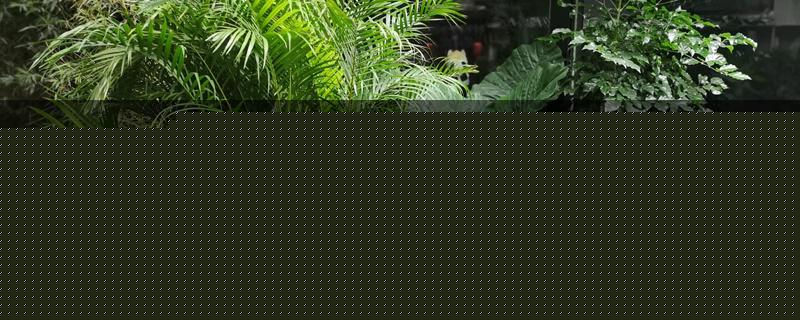 耐阴的室内花卉有哪些