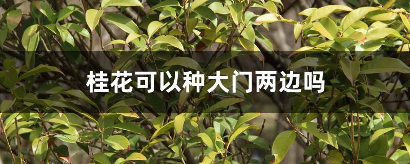 桂花可以种大门两边吗
