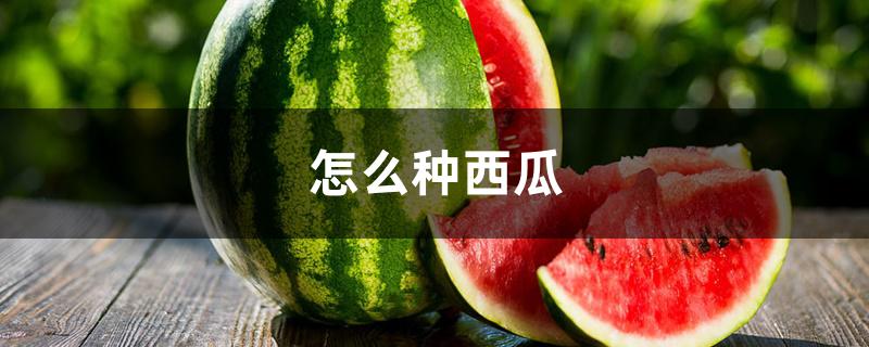 怎么种西瓜
