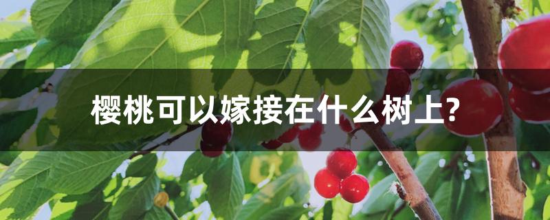 樱桃可以嫁接在什么树上?