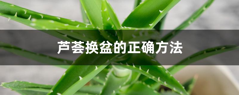 芦荟换盆的正确方法