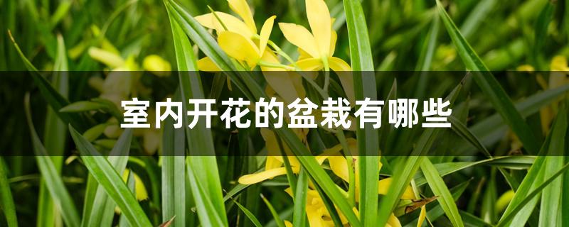 室内开花的盆栽有哪些