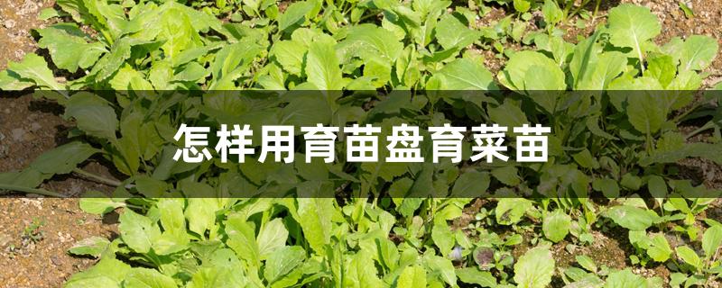 怎样用育苗盘育菜苗