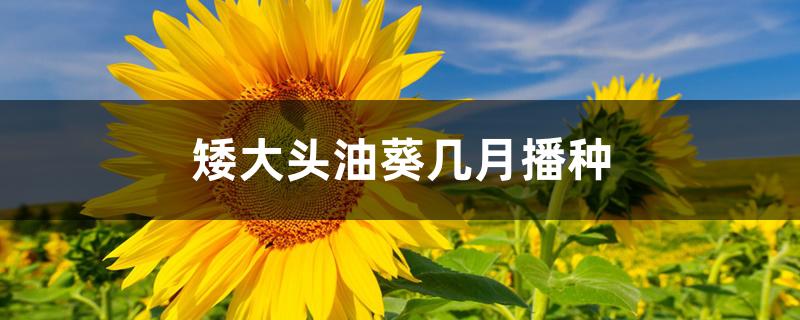 矮大头油葵几月播种