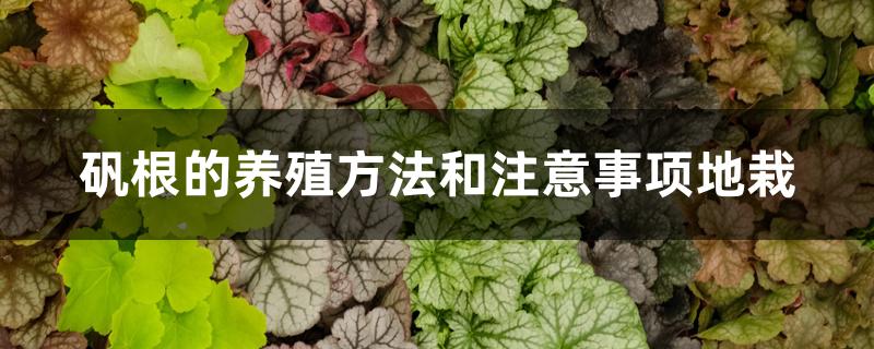 矾根的养殖方法和注意事项地栽