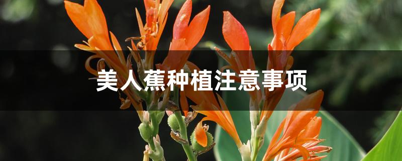 美人蕉种植注意事项