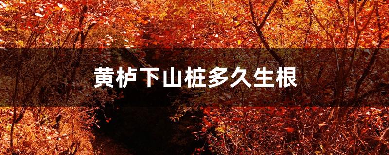 黄栌下山桩多久生根