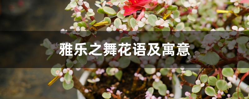 雅乐之舞花语及寓意