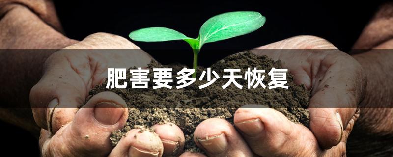 肥害要多少天恢复