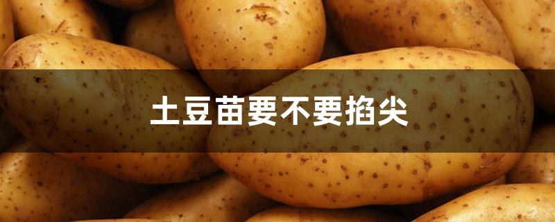 土豆苗要不要掐尖