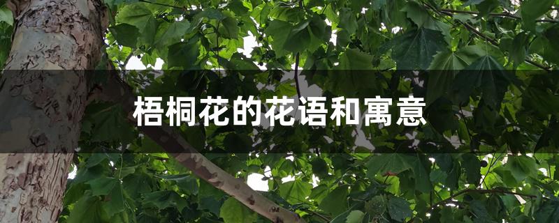 梧桐花的花语和寓意