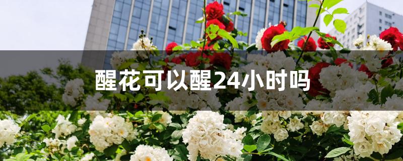 醒花可以醒24小时吗