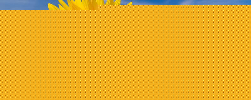 向日葵多久能长大开花