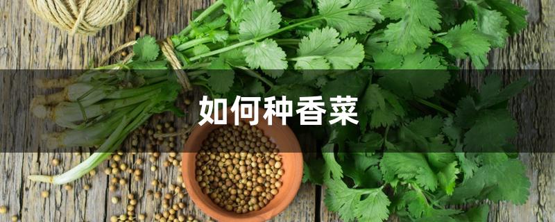如何种香菜
