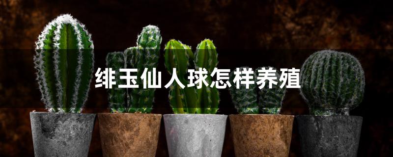 绯玉仙人球怎样养殖