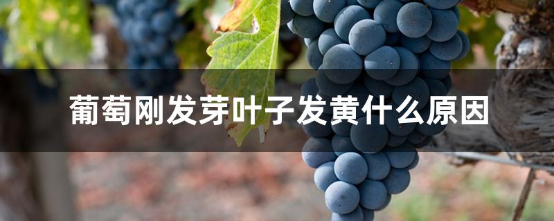 葡萄刚发芽叶子发黄什么原因