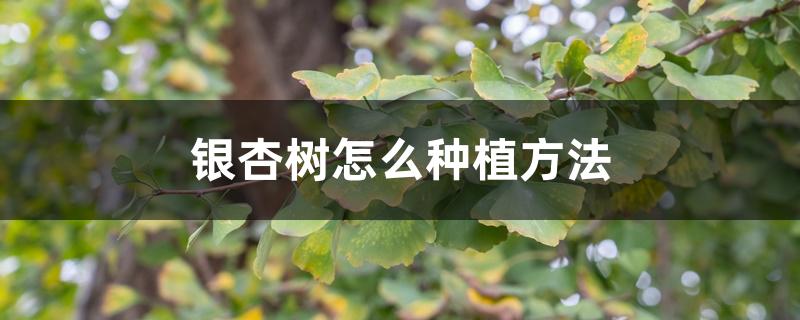 银杏树怎么种植方法