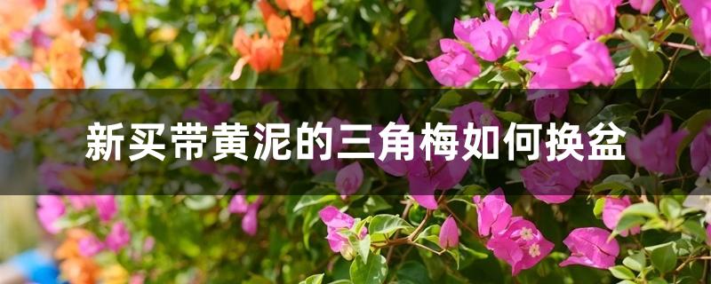 新买带黄泥的三角梅如何换盆