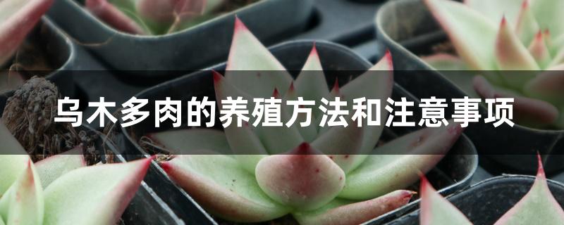 乌木多肉的养殖方法和注意事项