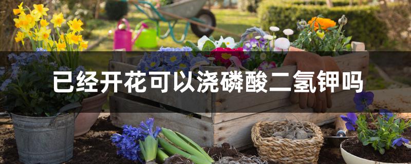 已经开花可以浇磷酸二氢钾吗