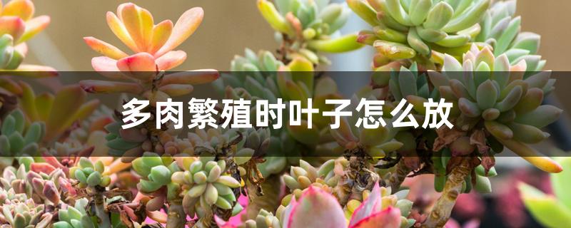 多肉繁殖时叶子怎么放