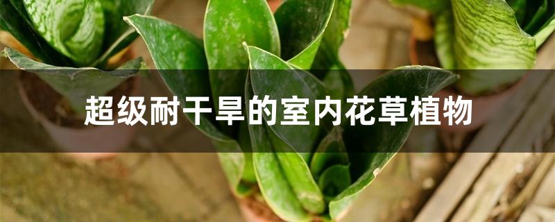超级耐干旱的室内花草植物
