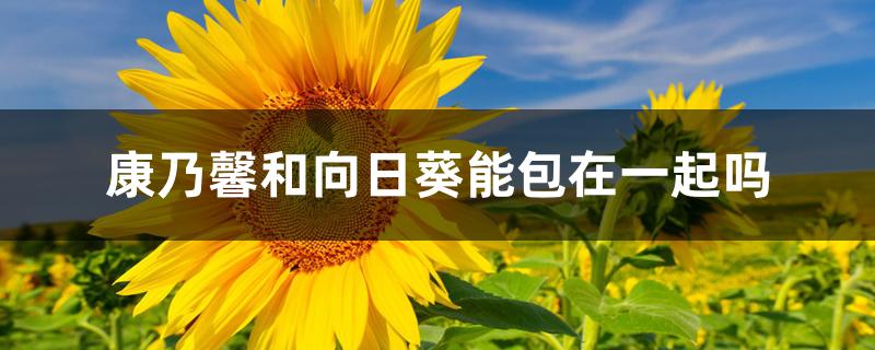康乃馨和向日葵能包在一起吗