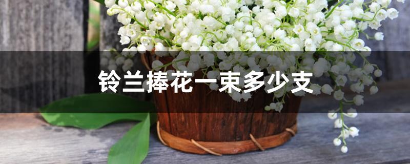 铃兰捧花一束多少支