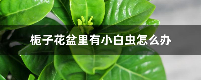 栀子花盆里有小白虫怎么办