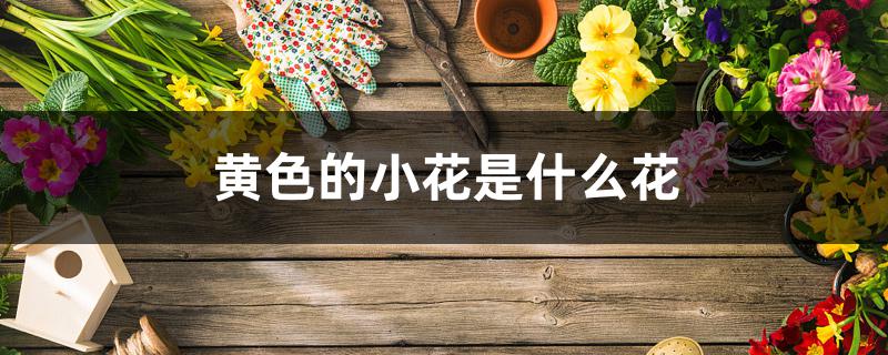 黄色的小花是什么花