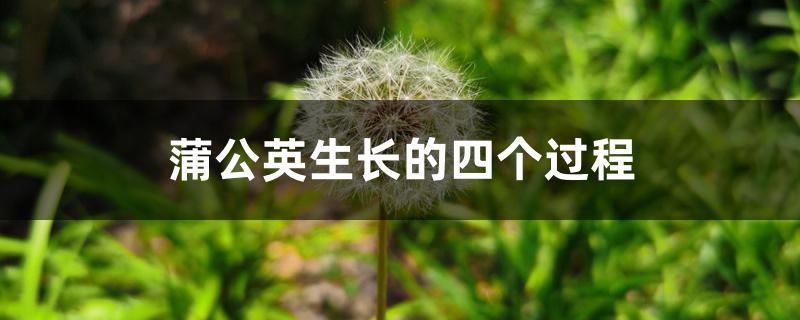 蒲公英生长的四个过程