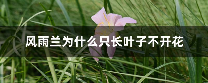 风雨兰为什么只长叶子不开花