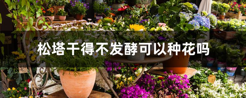 松塔干得不发酵可以种花吗